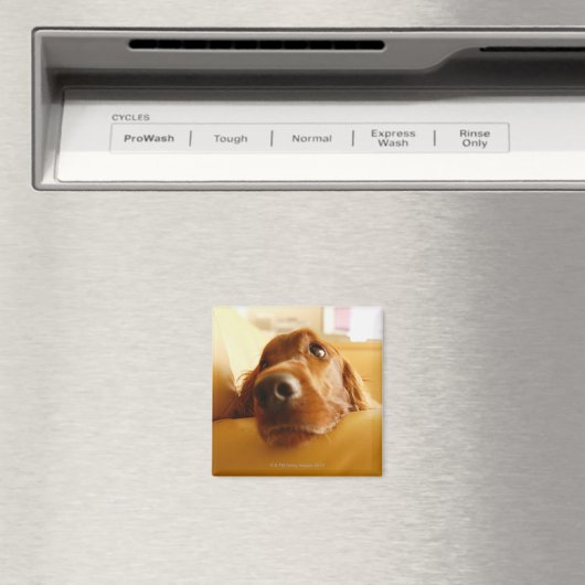 Irish Setter auf Sofa Magnet (In Situ (Geschirrspüler))