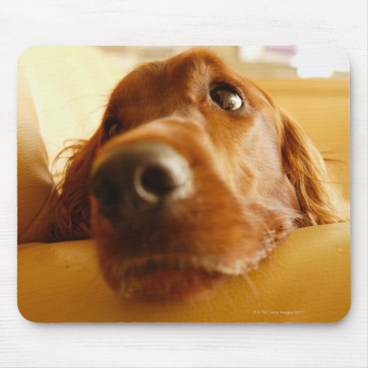 Irish Setter auf Sofa Mousepad (Vorne)