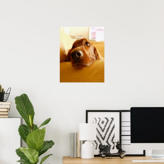 Irish Setter auf Sofa Poster (Heimbüro)