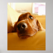Irish Setter auf Sofa Poster (Vorne)