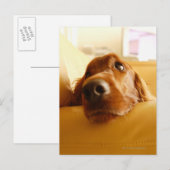 Irish Setter auf Sofa Postkarte (Vorne/Hinten)