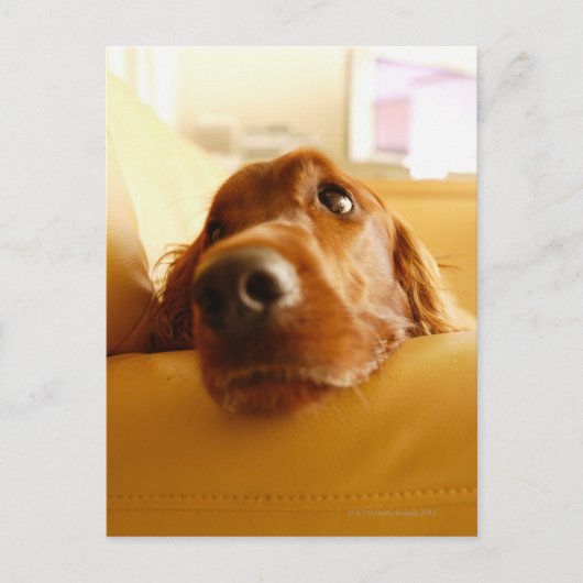 Irish Setter auf Sofa Postkarte (Vorderseite)