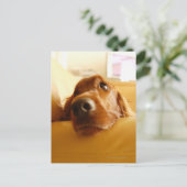Irish Setter auf Sofa Postkarte (Stehend Vorderseite)