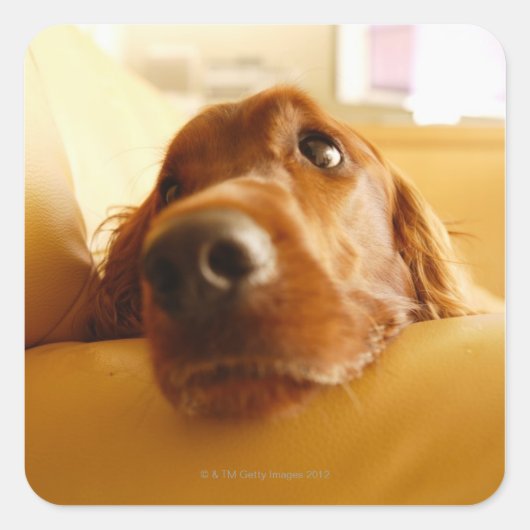 Irish Setter auf Sofa Quadratischer Aufkleber (Vorderseite)