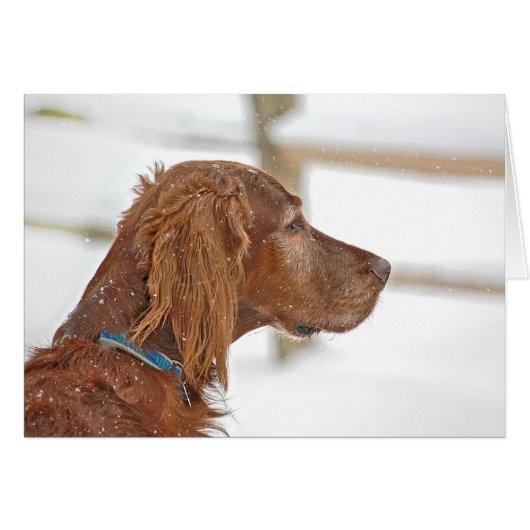 Irish Setter denkt an Sie (Vorderseite (Horizontal))