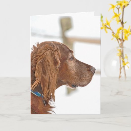 Irish Setter denkt an Sie Karte (Gelbe Blume)