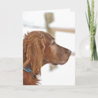Irish Setter denkt an Sie