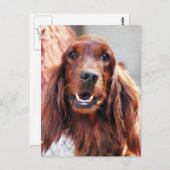 Irish Setter Dog Postkarte (Vorne/Hinten)