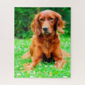 Irish Setter Dog. Puzzle (Vertikal)