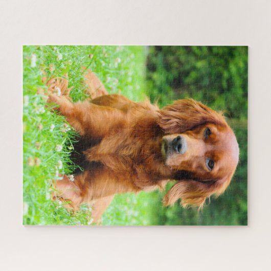 Irish Setter Dog. Puzzle (Horizontal)