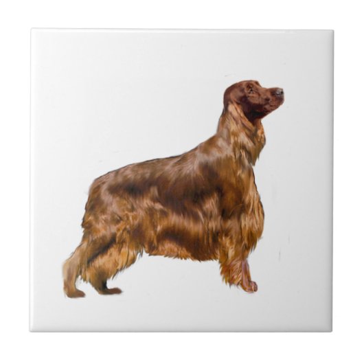 Irish Setter Fliese (Vorderseite)