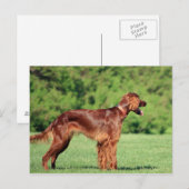irish-setter-full 2.png postkarte (Vorne/Hinten)