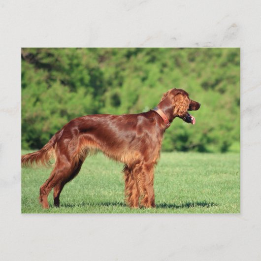irish-setter-full 2.png postkarte (Vorderseite)