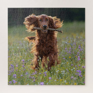 Irish Setter läuft mit einem Stock Puzzle