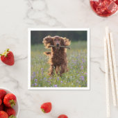 Irish Setter läuft mit einem Stock Serviette (Beispiel)