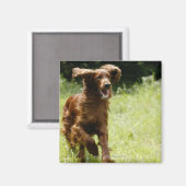 Irish Setter Magnet (Vorderseite/Rückseite)