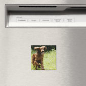 Irish Setter Magnet (In Situ (Geschirrspüler))