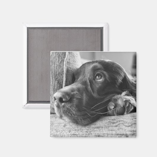 Irish Setter Magnet (Vorderseite/Rückseite)