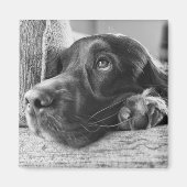 Irish Setter Magnet (Vorne)