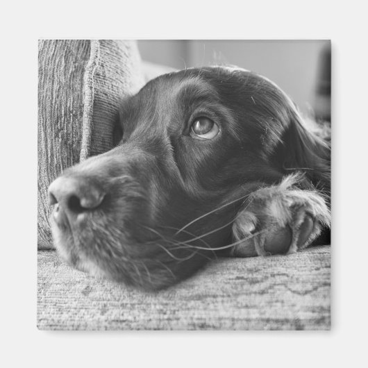 Irish Setter Magnet (Vorne)
