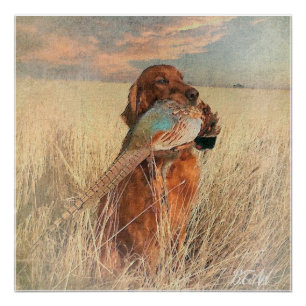 Irish Setter mit Fasan Poster