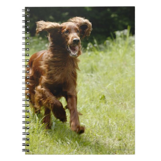Irish Setter Notizblock (Vorderseite)
