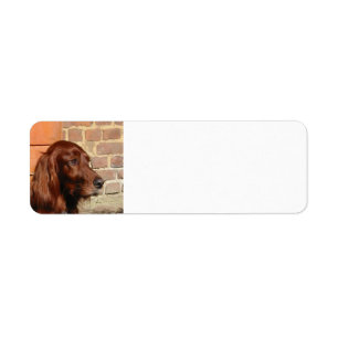 irish setter.png