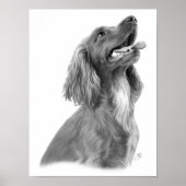 Irish Setter Poster (Vorne)