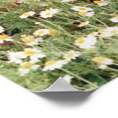 Irish Setter Poster (Ecke)