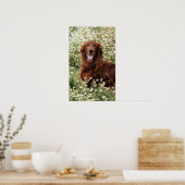 Irish Setter Poster (Küche)