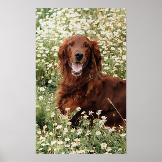 Irish Setter Poster (Vorne)