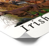 Irish Setter Poster (Ecke)