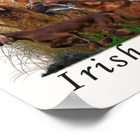 Irish Setter Poster (Ecke)