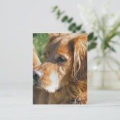 Irish Setter Postkarte (Stehend Vorderseite)