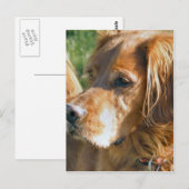 Irish Setter Postkarte (Vorne/Hinten)
