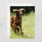 Irish Setter Postkarte (Vorne/Hinten)