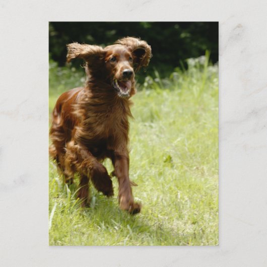Irish Setter Postkarte (Vorderseite)