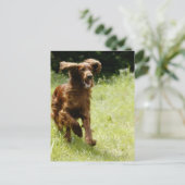 Irish Setter Postkarte (Stehend Vorderseite)