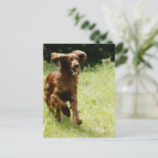 Irish Setter Postkarte (Stehend Vorderseite)