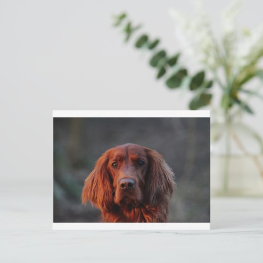 Irish Setter Postkarte (Stehend Vorderseite)