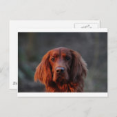 Irish Setter Postkarte (Vorne/Hinten)