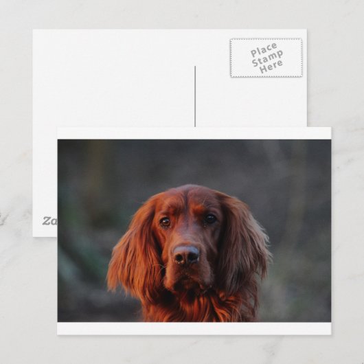 Irish Setter Postkarte (Vorne/Hinten)