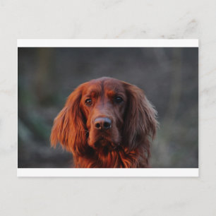 Irish Setter Postkarte
