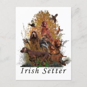 Irish Setter Postkarte