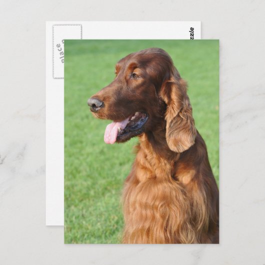 Irish Setter Postkarte (Vorne/Hinten)