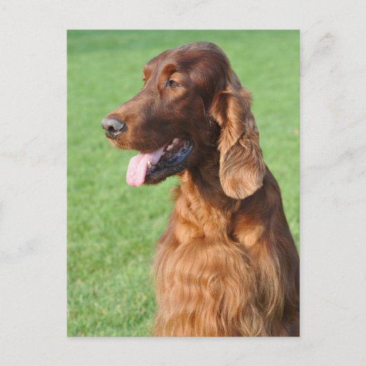 Irish Setter Postkarte (Vorderseite)