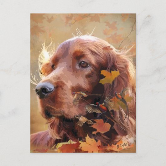 Irish Setter Postkarte (Vorderseite)