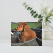 Irish Setter Postkarte (Stehend Vorderseite)