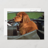 Irish Setter Postkarte (Vorne/Hinten)