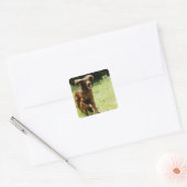 Irish Setter Quadratischer Aufkleber (Umschlag)